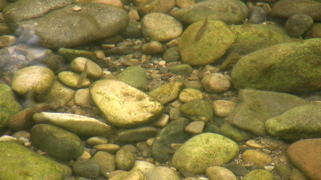 Very shallow clear river water over a pebbled river bed. Young fish (fry) are swimming around. Location is the river Wharfe in Yorkshire.