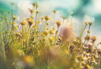 Fototapeta premium Chamomiles