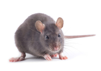  rat