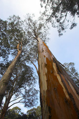 Eucalyptus