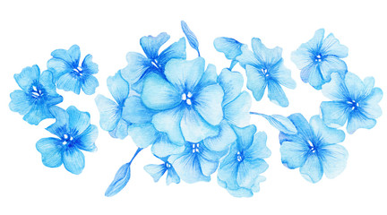 Blue Hydrangea Watercolor Illustration