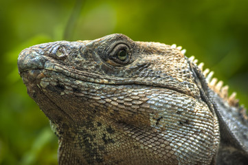 Iguana en Xcaret (México)