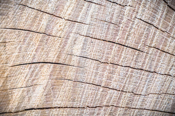 Fototapeta premium wood