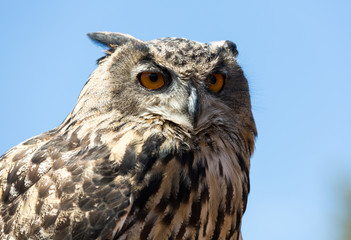 Owl -  bird from the order Strigiformes