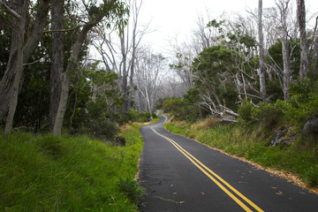 Green forest and road
