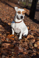 jack russell terrier dog sits and stares