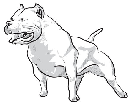 Vector sketch hand drawing illustration pitbull barking