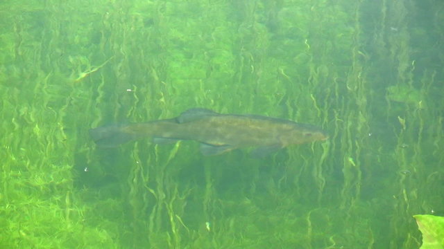 A tench freshwater fish in the clear water of a British canal with green weed forming a background. The  fish is viewed from above the water's surface. The fish is about 12 to 15 inches long