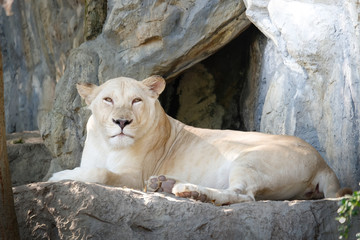 White female lion on the rock