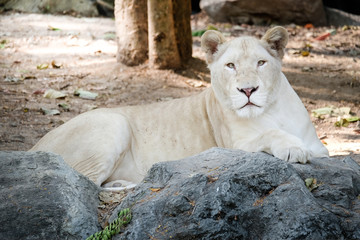 White female lion lie down on the rock