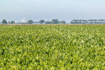 Fototapeta na wymiar Field of sugar beat plants, beta vulgaris, in polder of Friesland, Netherlands