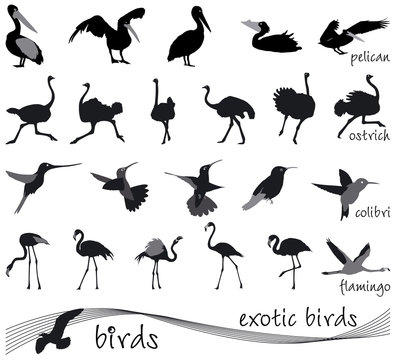 Vector collection of silhouettes of exotic birds