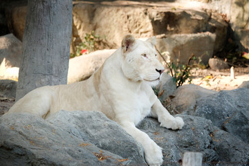 White female lion lie down on the rock