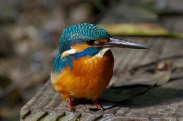 Kingfisher in the waterside