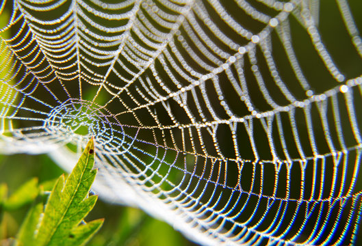 Morning dew on a spider web. Texture water drops on the plant. 