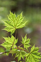Branch with green maple leaves.