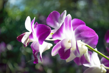 Beautiful pink and purple orchid.