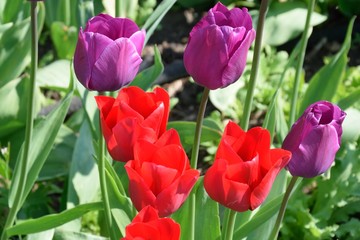 Fototapeta premium Bright red and Purple Tulips in spring