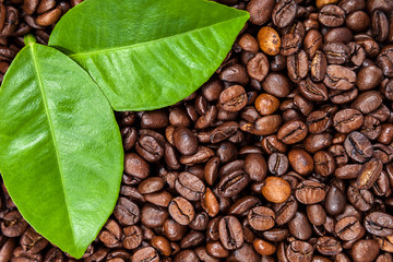 Coffee beans with green leaves