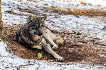 wolf im schnee