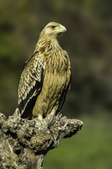 spanish imperial eagle