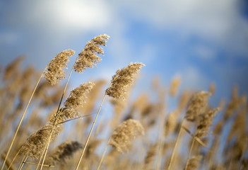 Reeds in the blowing wind