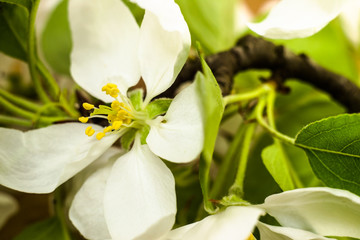 Macro of apple flower. Image for greetings card, invitation card, wallpaper.