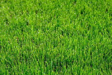 Fresh green grass as a background