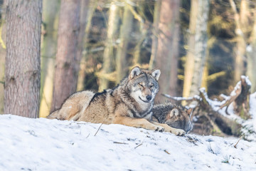 Wolf
