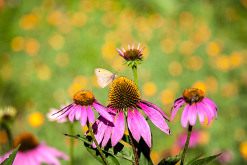 Pink flowers with a butterfly.