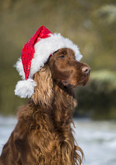 Beautiful dog with Santa Claus hat