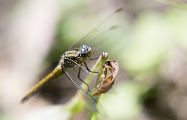 Portrait of live dragonfly. Dragonfly sitting on a twig. 