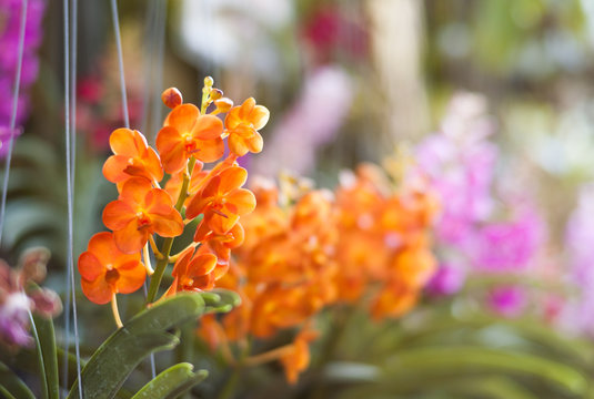 Orange Orchids