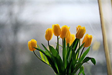 yellow tulips in a vase on the window background