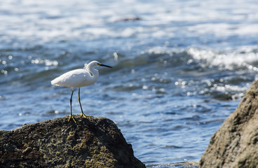 Snowy Egret (Egretta thula) on the Beach in Mexico