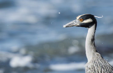 Adult Yellow-crowned Night-Heron (Nyctanassa violacea) on the Beach in Mexico