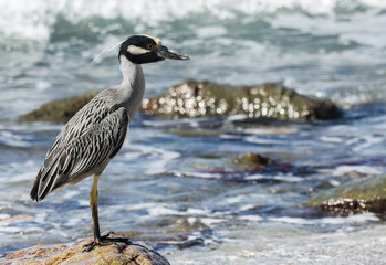 Adult Yellow-crowned Night-Heron (Nyctanassa violacea) on the Beach in Mexico