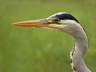 Portrait eines Graureihers (Ardea cinerea)
