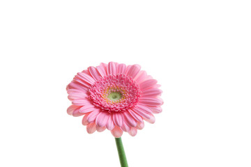 Pink Gerberas against white background