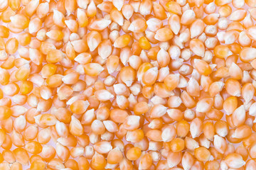 Corn seeds  isolated on white background
