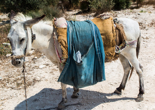 The donkey saddled resting prepared for transport. Land biblical