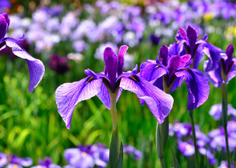 花菖蒲 初夏, Japanese iris, blooming early in summer, Kyoto Japan.