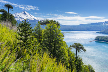 Araucaria forest in Conguillio National Park, Chile © Noradoa