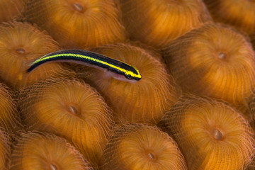 Sharknose goby on star coral