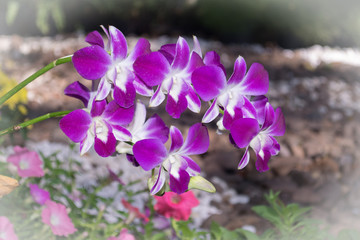 Beautiful pink and purple orchid.