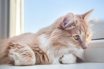 Fototapeta na wymiar soft fluffy ginger cat lying on the windowsill