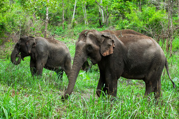 Obraz premium Thai elephants.