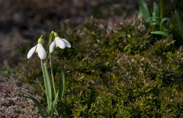 Snowdrop in rockery