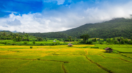 Fototapeta na wymiar Terraced rice on Mountain, Chiangmai Province, Northern of Thail