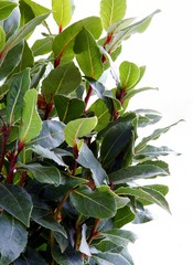 laurel plant with spicy leaves as spice